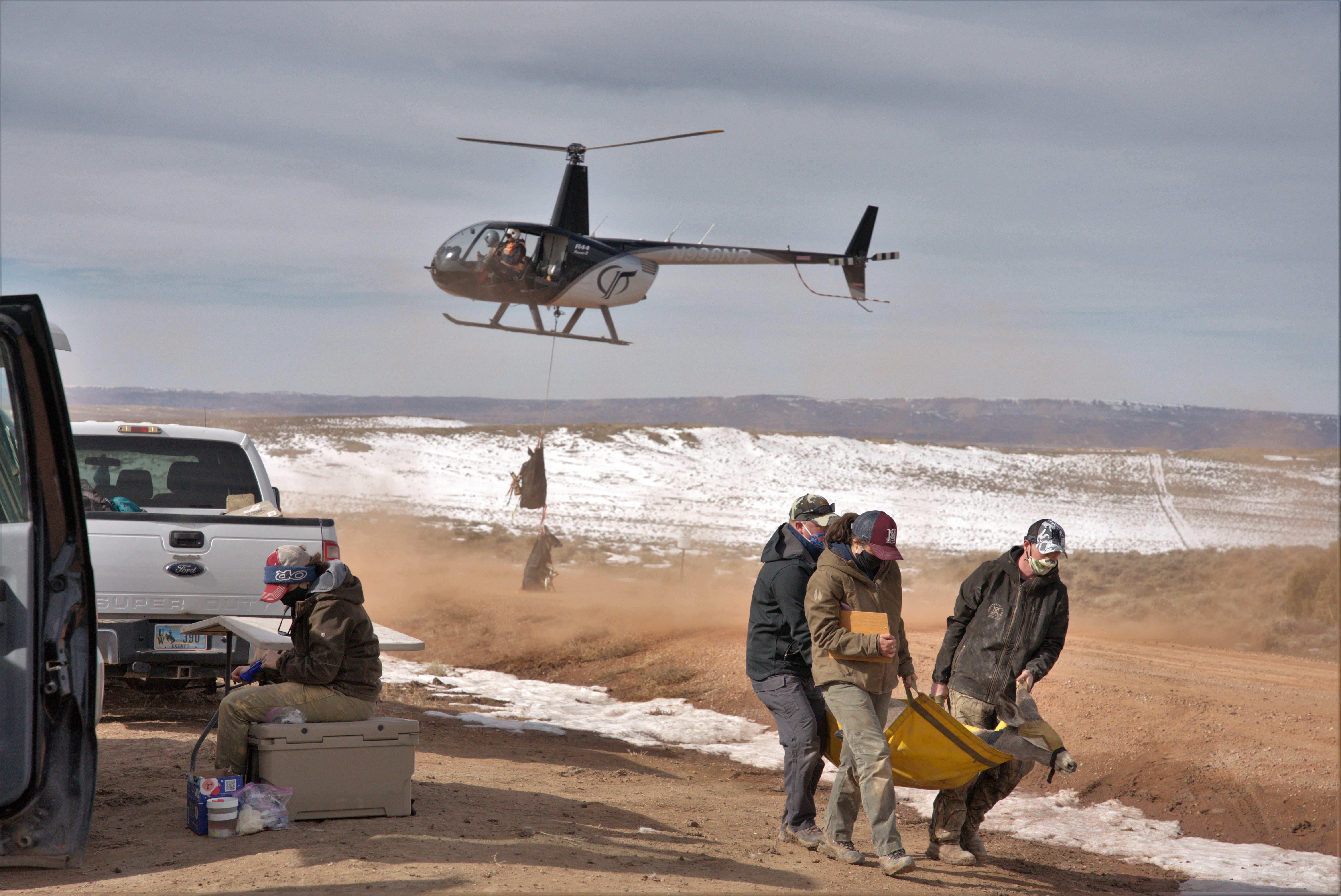 A helicopter gently sets down two mule deer in the background. A woman prepares collars and equipment to process animals for a scientific study while sitting on a cooler. Three people with hats and masks on carry another mule deer on a yellow tarp to be processed.