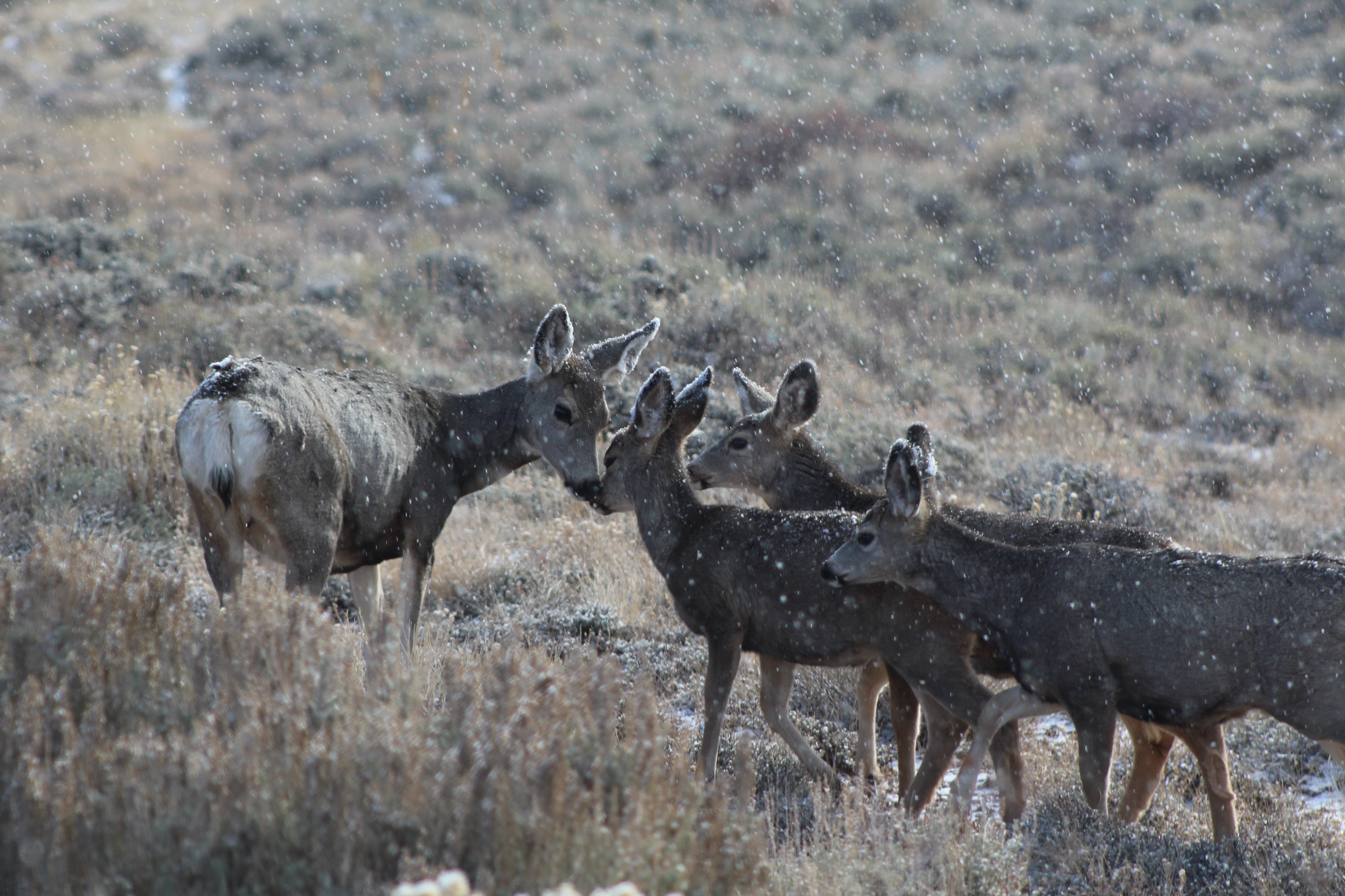 A female deer looks at three 5-month old fawns. They are standing in sagebrush and it is lightly snowing on them.